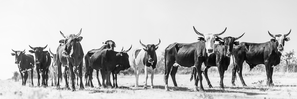 he Nguni cattle breed is indigenous to southern Africa. A hybrid of indigenous and Indian cattle they were introduced by the Bantu tribes of southern Africa from the north of the continent. They are medium sized, adapted to grazing on the Highveld.